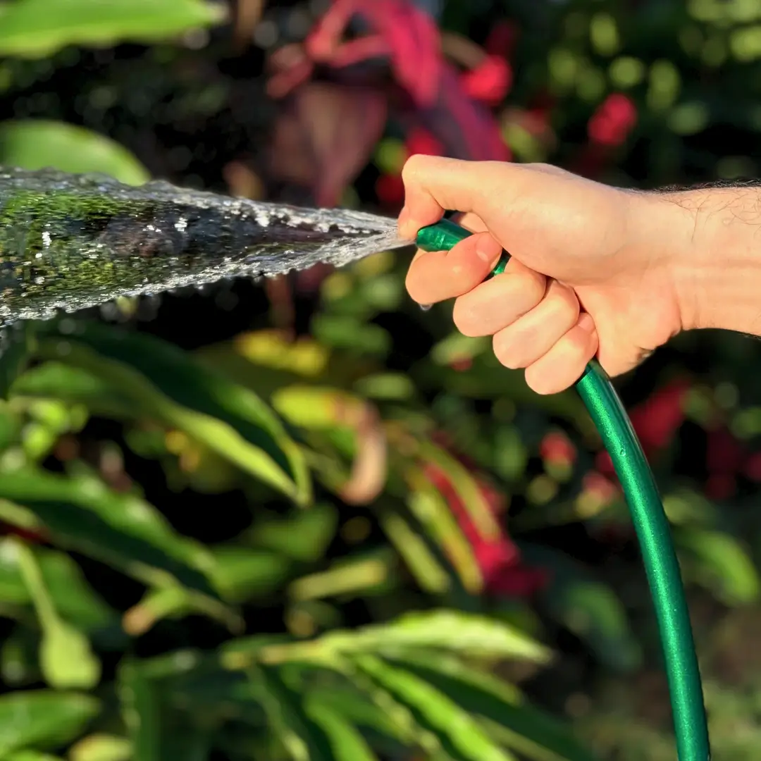 Representação do uso da mangueira para jardim sustentável EcoPérola Verde Palmeira para regar plantas.